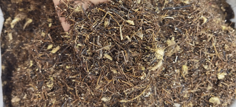 威灵仙批发威灵仙规格齐全可供大货量大价优
