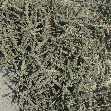 荆芥穗