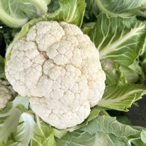 实花，实菜花，对接电商，市场，商超，一手货源