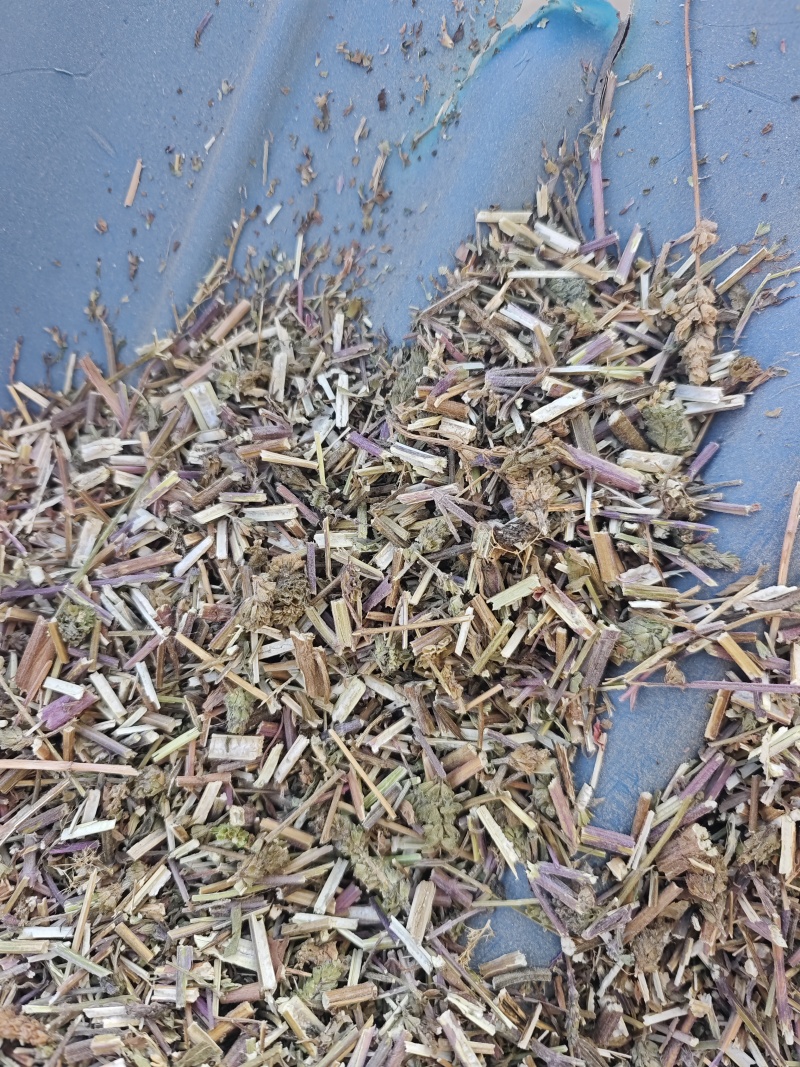 荆芥穗