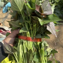 祥符区西瓜红脱毒种苗25年4月5号开始大量供应扩繁种苗！