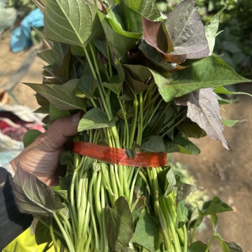 祥符区西瓜红脱毒种苗25年4月5号开始大量供应扩繁种苗！