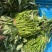 祥符区西瓜红脱毒种苗25年4月5号开始大量供应扩繁种苗！