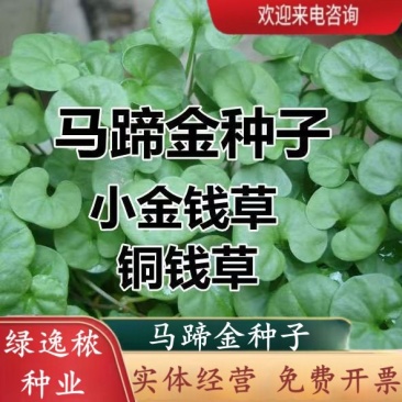 马蹄金种子草籽草坪种子小金钱草铜钱草种子易种常青耐高温