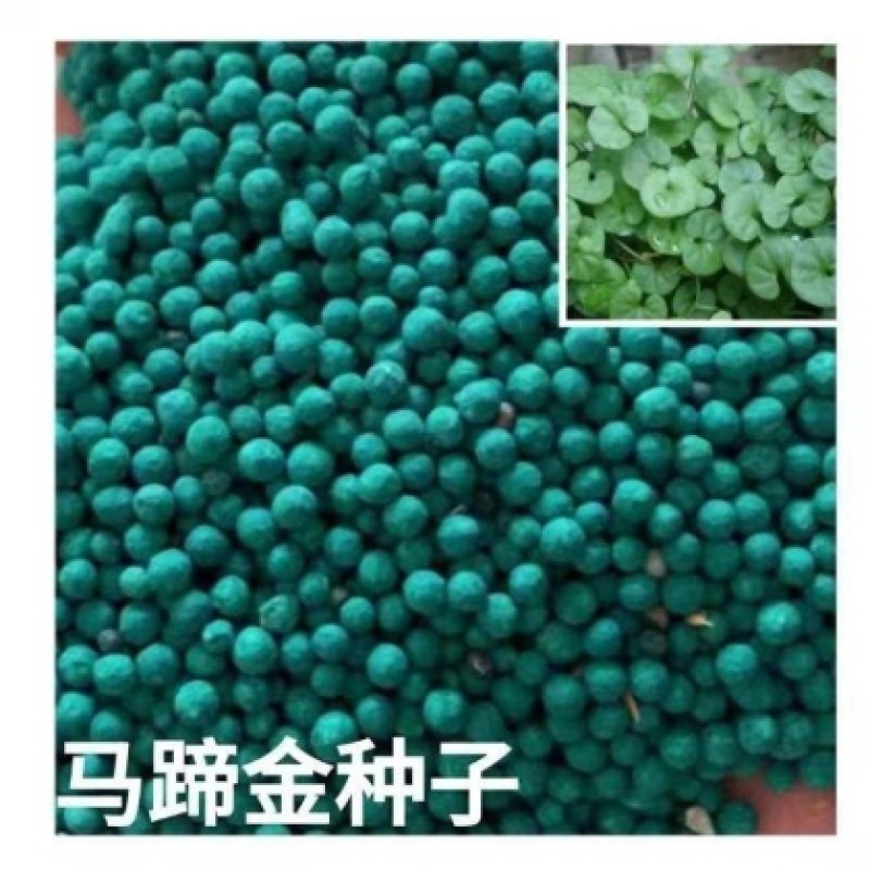 马蹄金种子草籽草坪种子小金钱草铜钱草种子易种常青耐高温