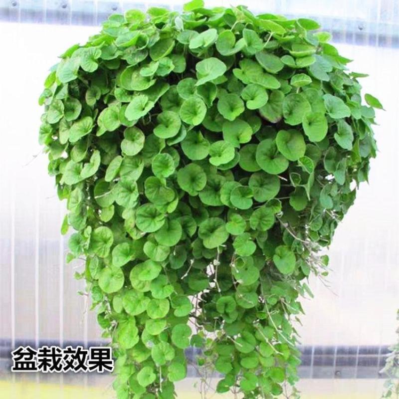 马蹄金种子草籽草坪种子小金钱草铜钱草种子易种常青耐高温