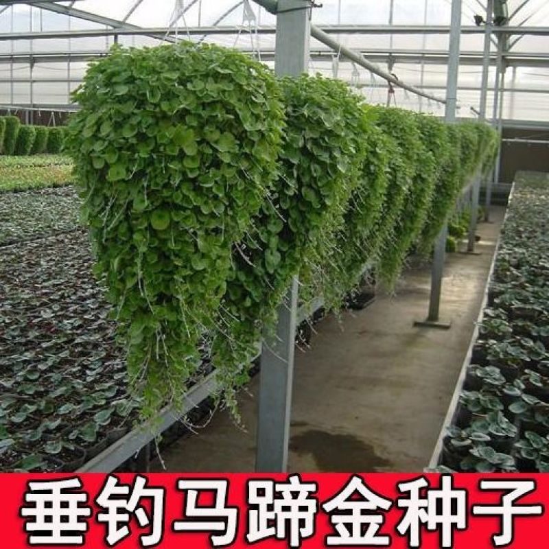 马蹄金种子草籽草坪种子小金钱草铜钱草种子易种常青耐高温
