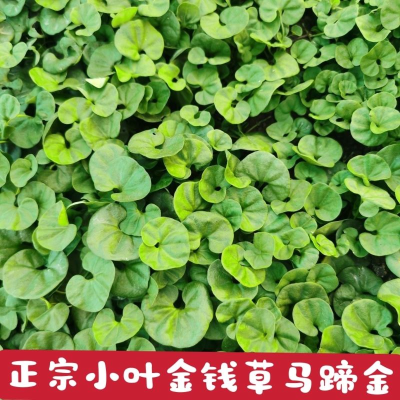 马蹄金种子草籽草坪种子小金钱草铜钱草种子易种常青耐高温