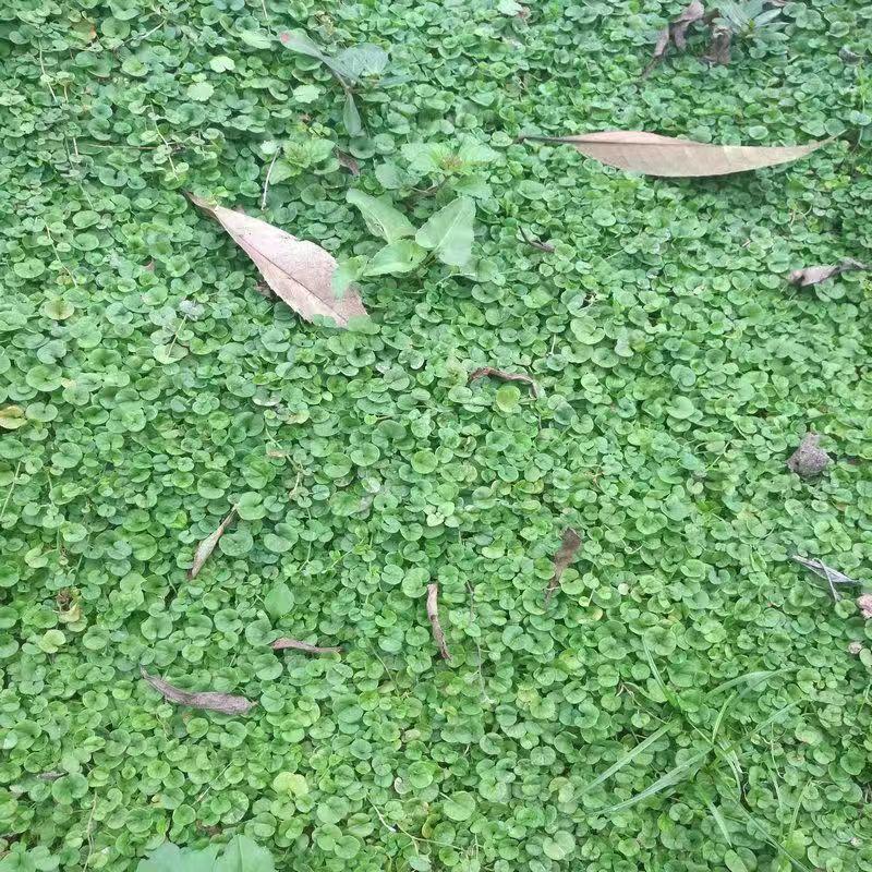 马蹄金种子草籽草坪种子小金钱草铜钱草种子易种常青耐高温