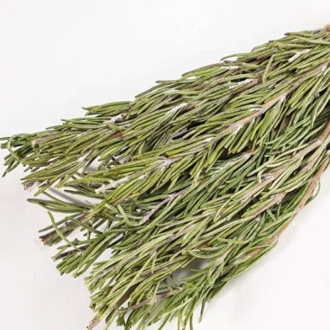 迷迭香干支基地直发一手货源保质保量