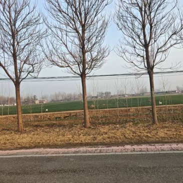 楸树