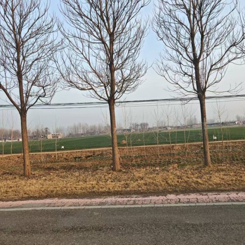 楸树