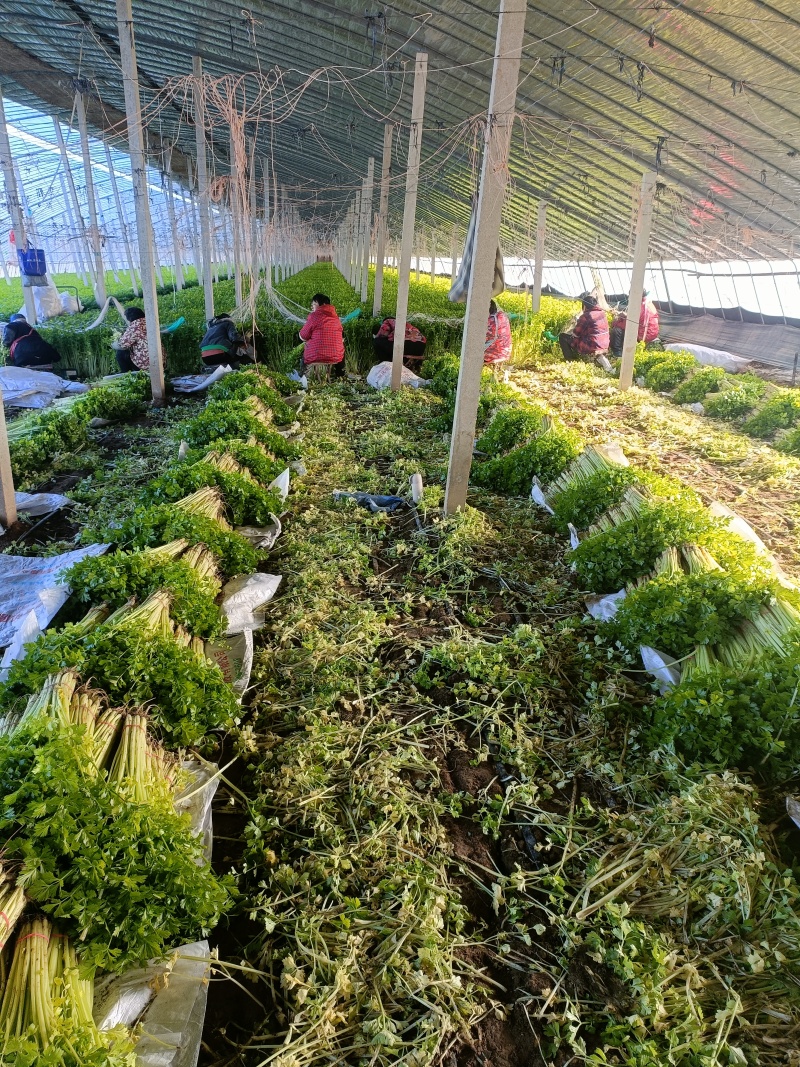 精品香芹一手货源品质保证直供电商团购商超