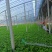 精品香芹一手货源品质保证直供电商团购商超