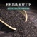 车前子批发车前子干净无杂质可供批发量大价优