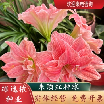 虹越南非朱顶红种球进口球根盆栽花卉单重瓣开花球鬼魅阿弗雷