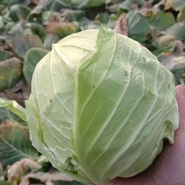 大量加工厂，养殖场货，需要的联系