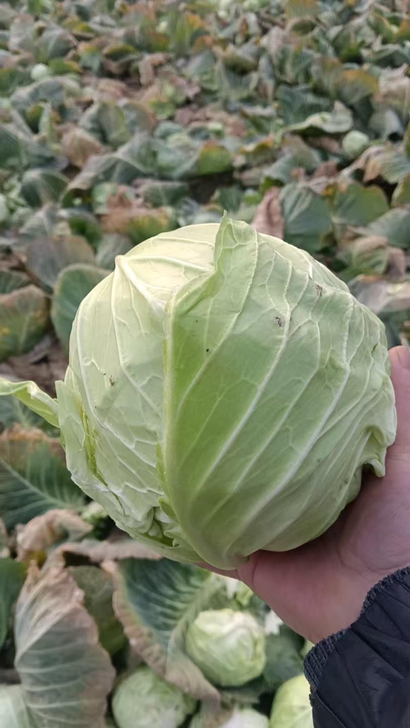 大量加工厂，养殖场货，需要的联系