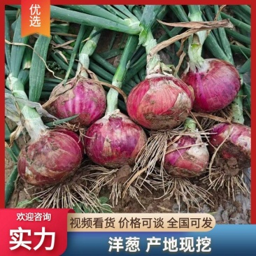 紫皮洋葱大量上市一手货源品质保证红皮洋葱