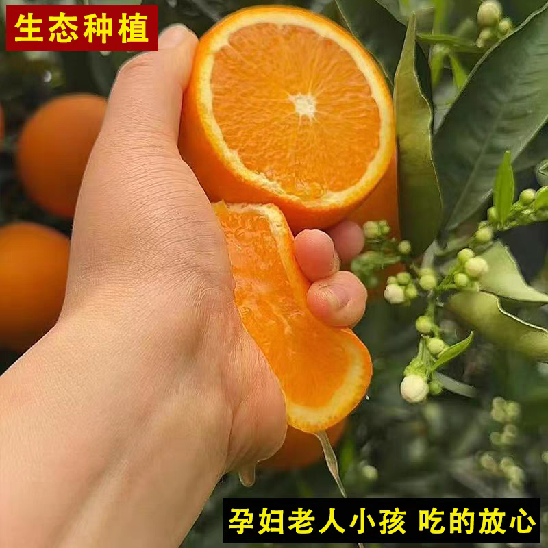 秭归纽荷尔脐橙产地供应果园看货以质伦价货源充足