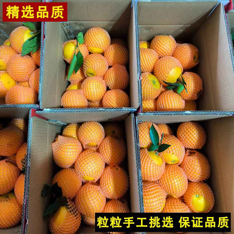 秭归纽荷尔脐橙产地供应果园看货以质伦价货源充足