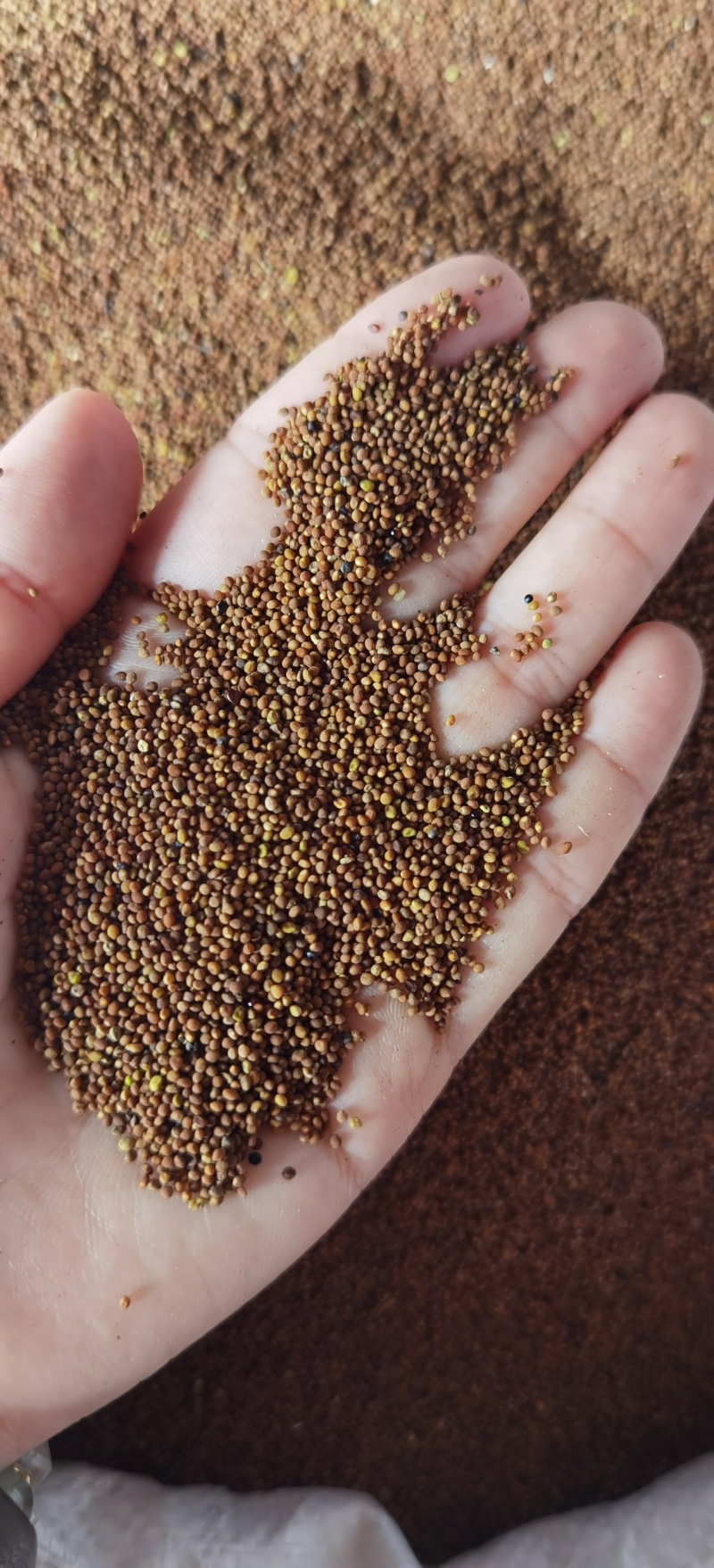 菟丝子批发菟丝子规格齐全产地货源量大价优