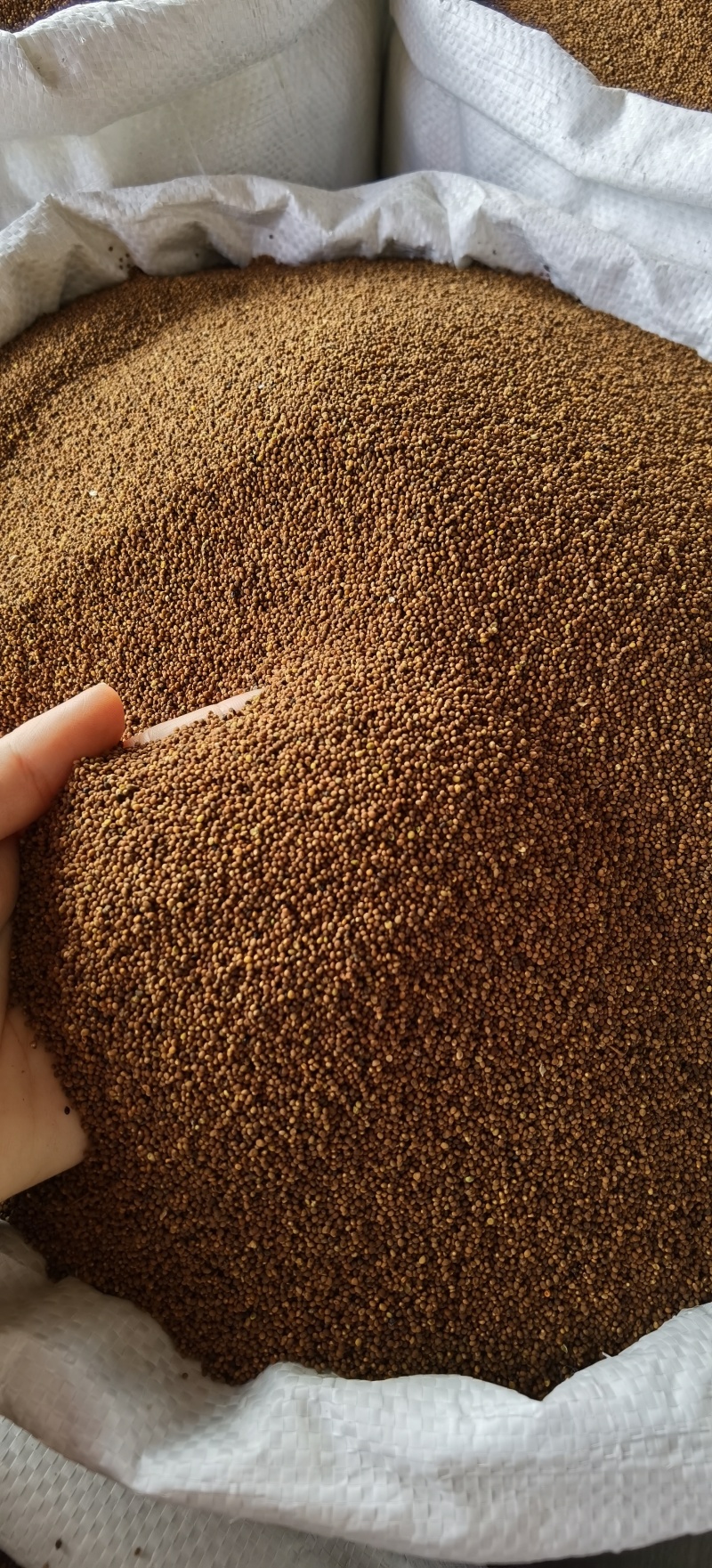 菟丝子批发菟丝子规格齐全产地货源量大价优