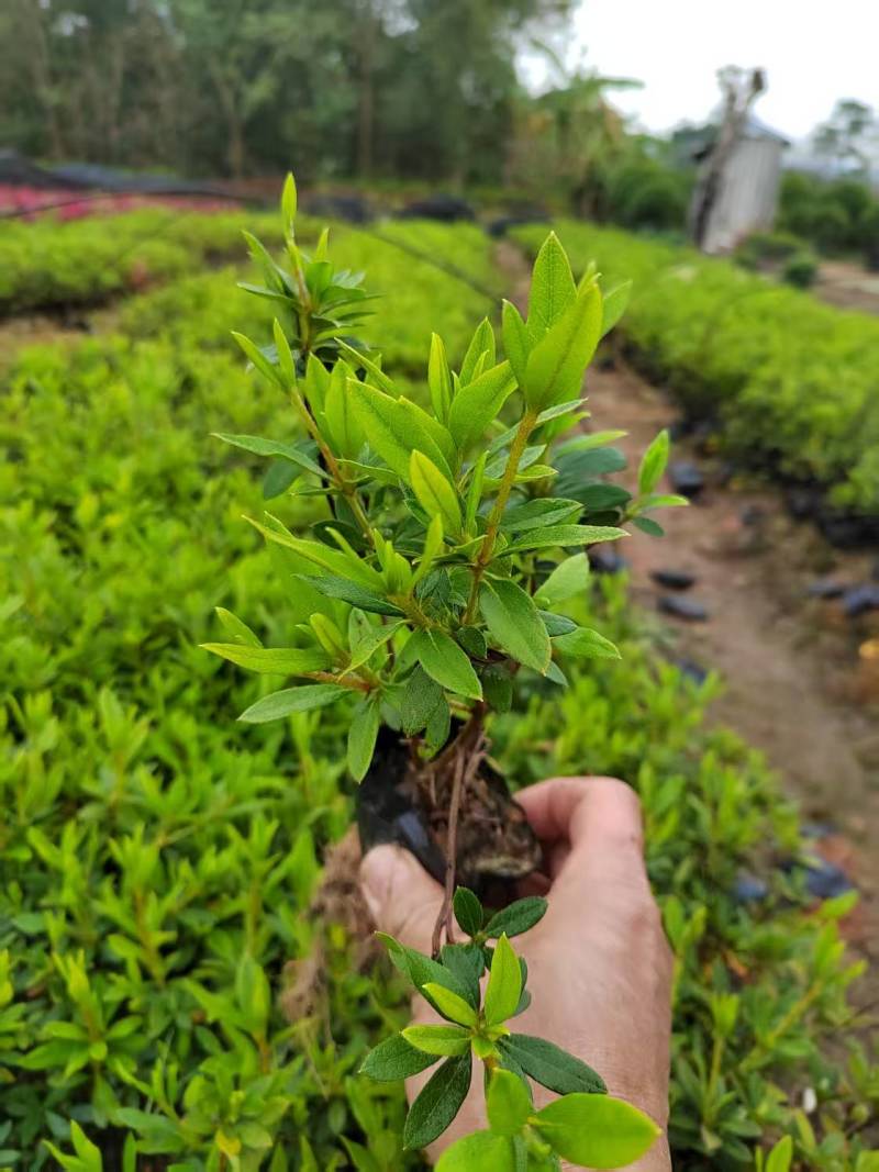 毛杜鹃