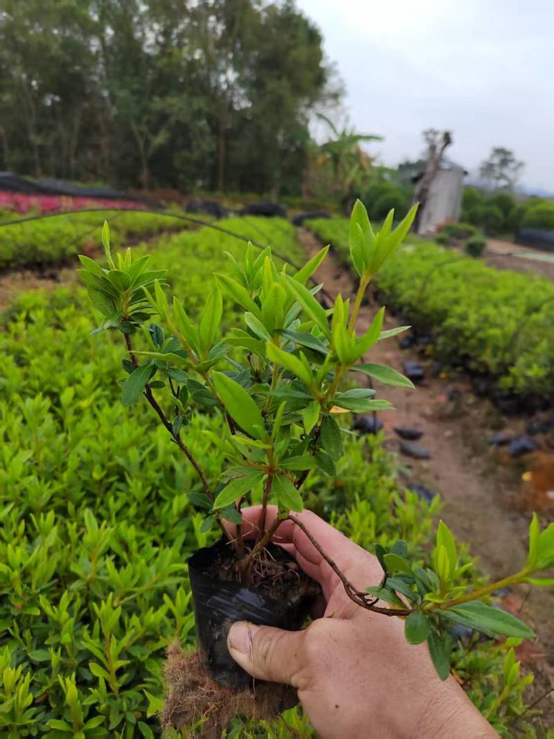 毛杜鹃