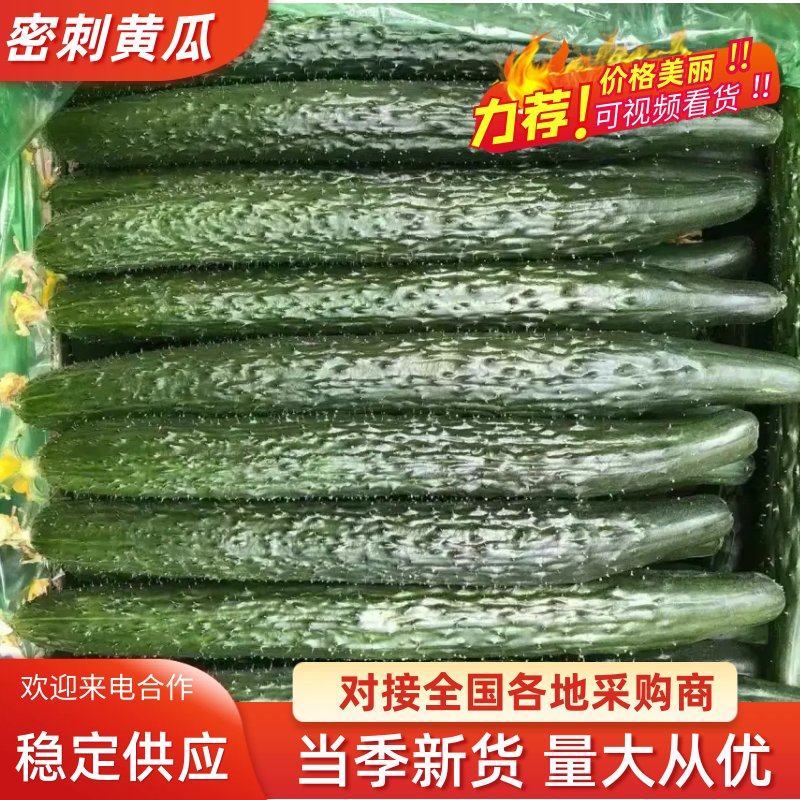 【牛商精选】大黄瓜密刺黄瓜大量供应口感脆嫩长条水黄瓜