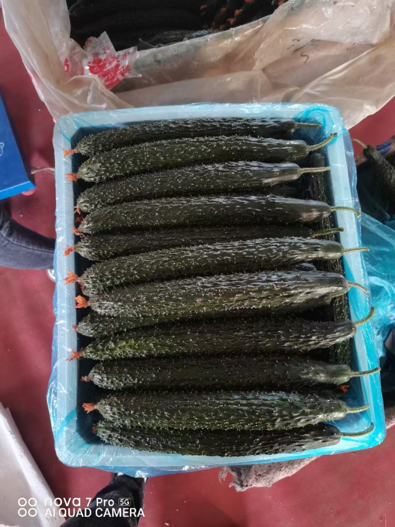 山东精品【密刺黄瓜】，新瓜大量上市，产地直供应商超，电商