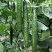 【牛商精选】大黄瓜密刺黄瓜大量供应口感脆嫩长条水黄瓜