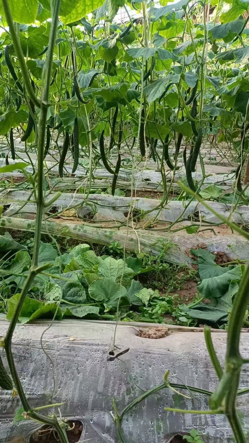 【牛商精选】大黄瓜密刺黄瓜大量供应口感脆嫩长条水黄瓜
