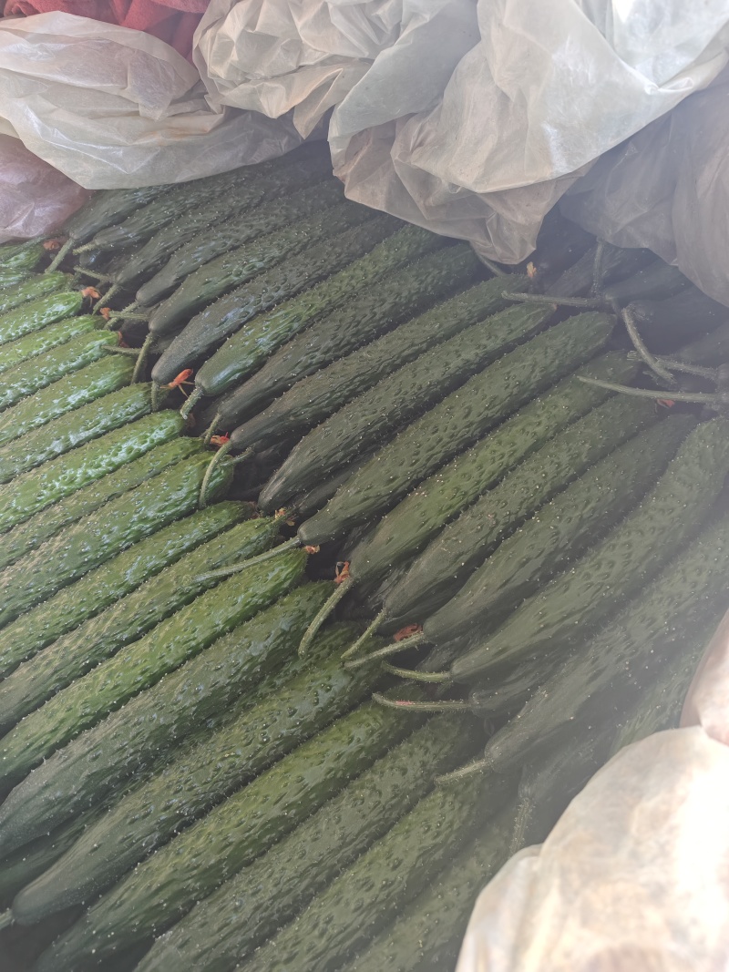 山东精品【密刺黄瓜】，新瓜大量上市，产地直供应商超，电商