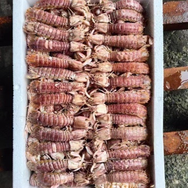 熟冻12-15皮皮虾18元/斤一手货源量大，从优