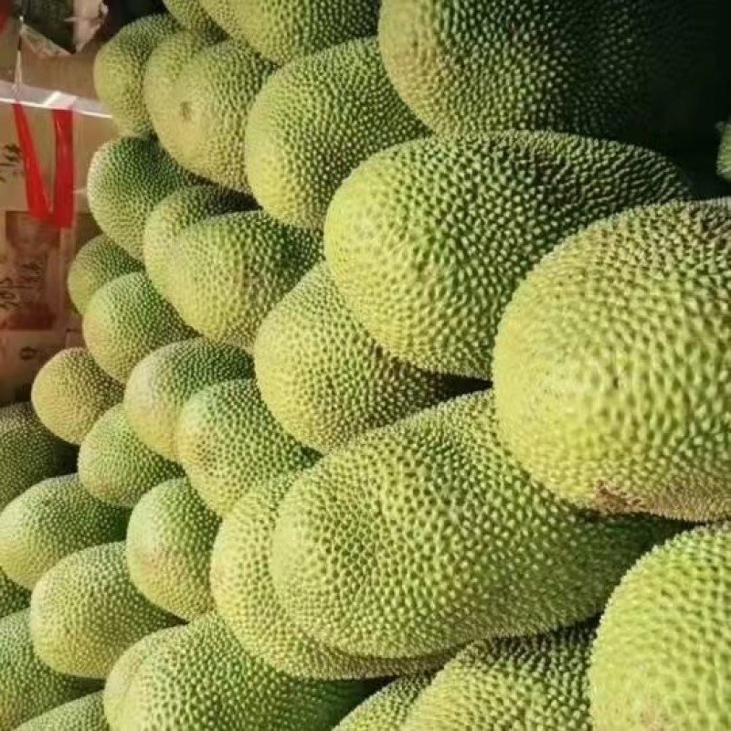 海南菠萝蜜，马来西亚1号，产地一手货源质量保证，视频看货