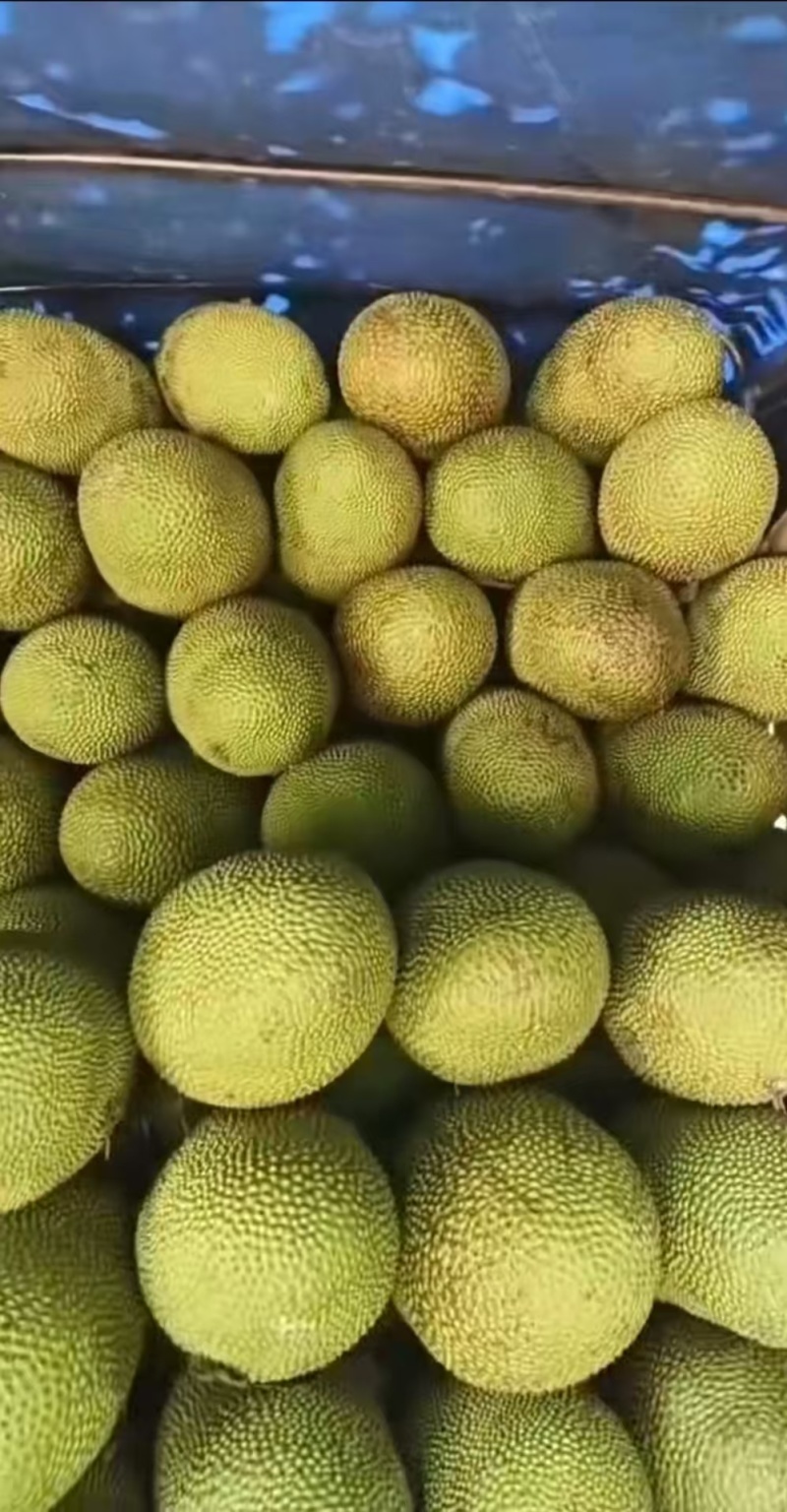 海南菠萝蜜，马来西亚1号，产地一手货源质量保证，视频看货