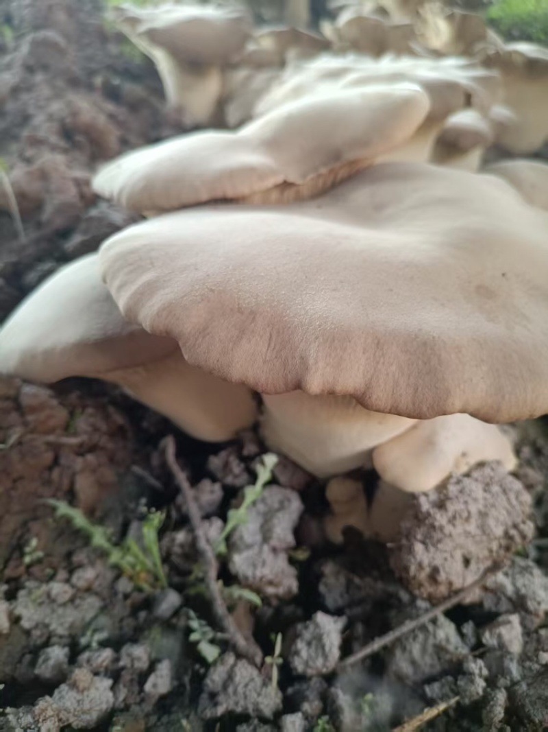 灵芝菇，地址是邯郸魏县野胡拐，欢迎各位老板咨询