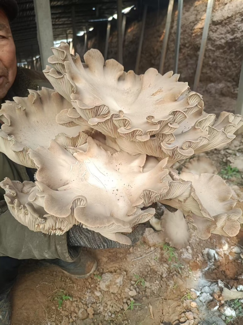 灵芝菇，地址是邯郸魏县野胡拐，欢迎各位老板咨询