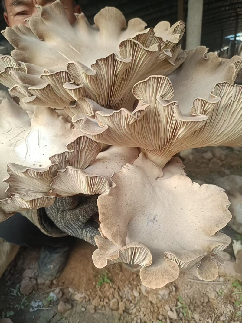 灵芝菇，地址是邯郸魏县野胡拐，欢迎各位老板咨询
