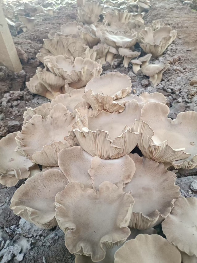 灵芝菇，地址是邯郸魏县野胡拐，欢迎各位老板咨询