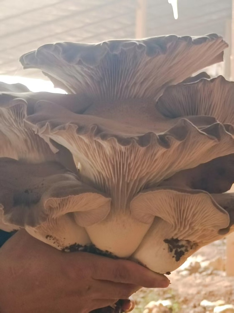 灵芝菇，产地直发，大量有货，欢迎各位老板咨询采购