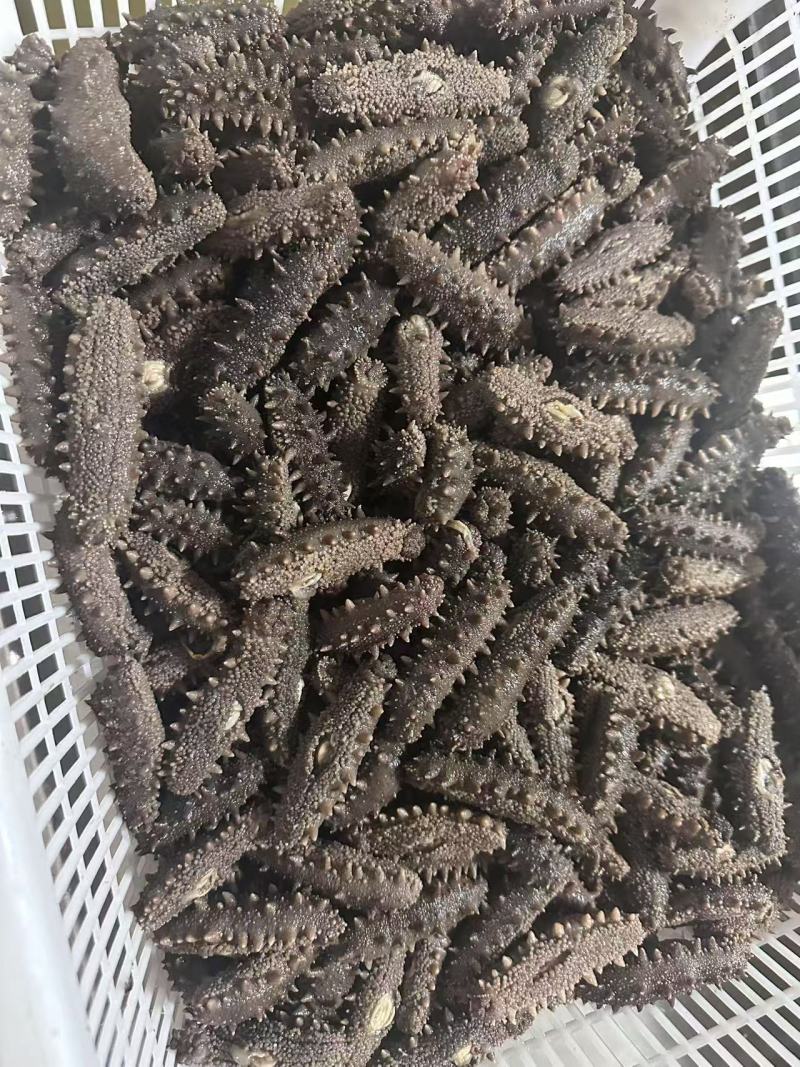 精品海参淡干海参，一手货源，品质保证，量大从优，可视频看货