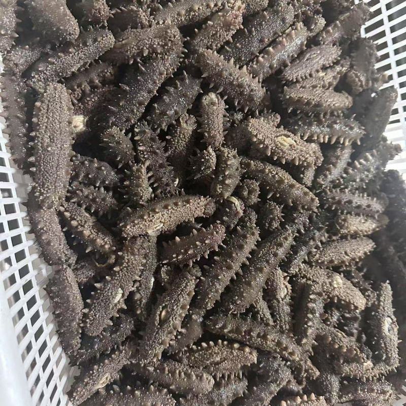 淡干海参，包邮到家，诚信经营，可对接各大电商超市等