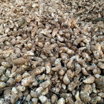 玄参芽玄参种芽改良玄参苗黑参产地发货量大运费可商议