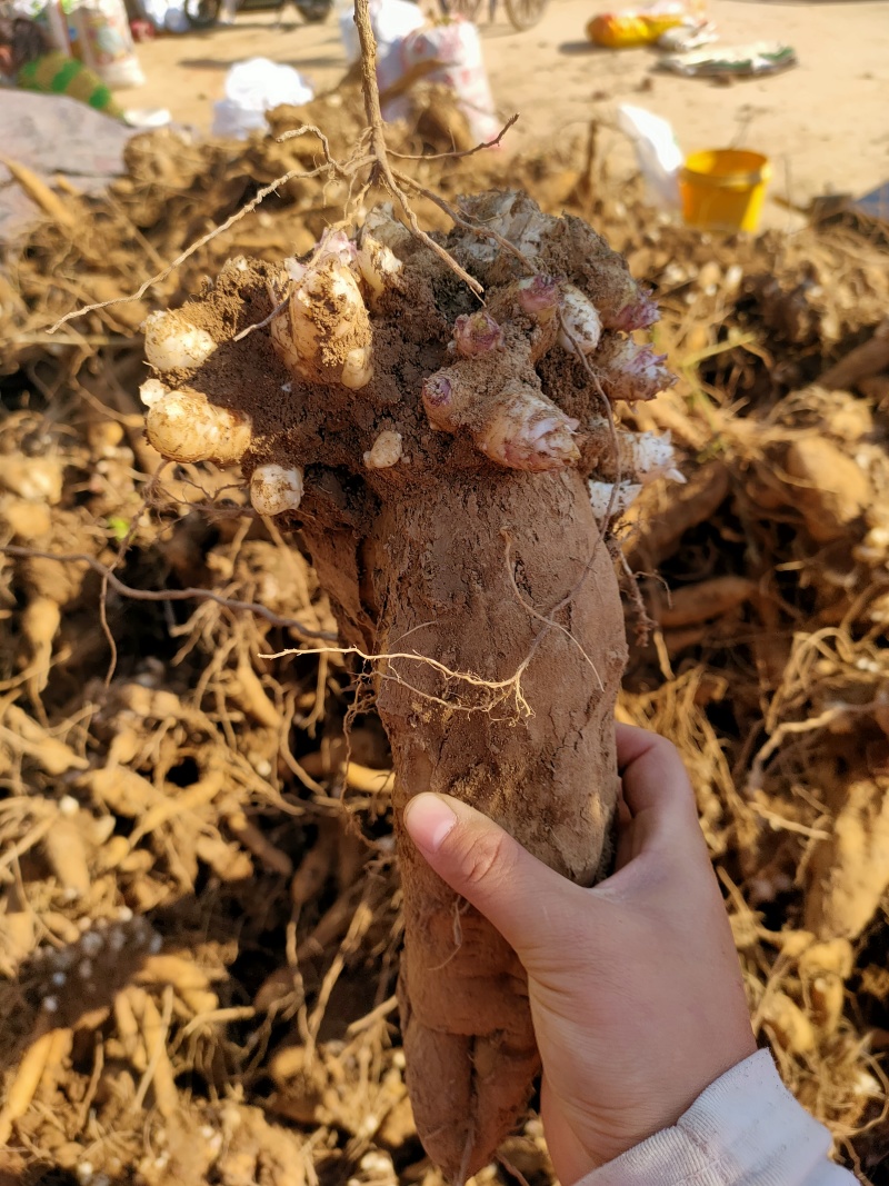 玄参芽玄参种芽改良玄参苗黑参产地发货量大运费可商议