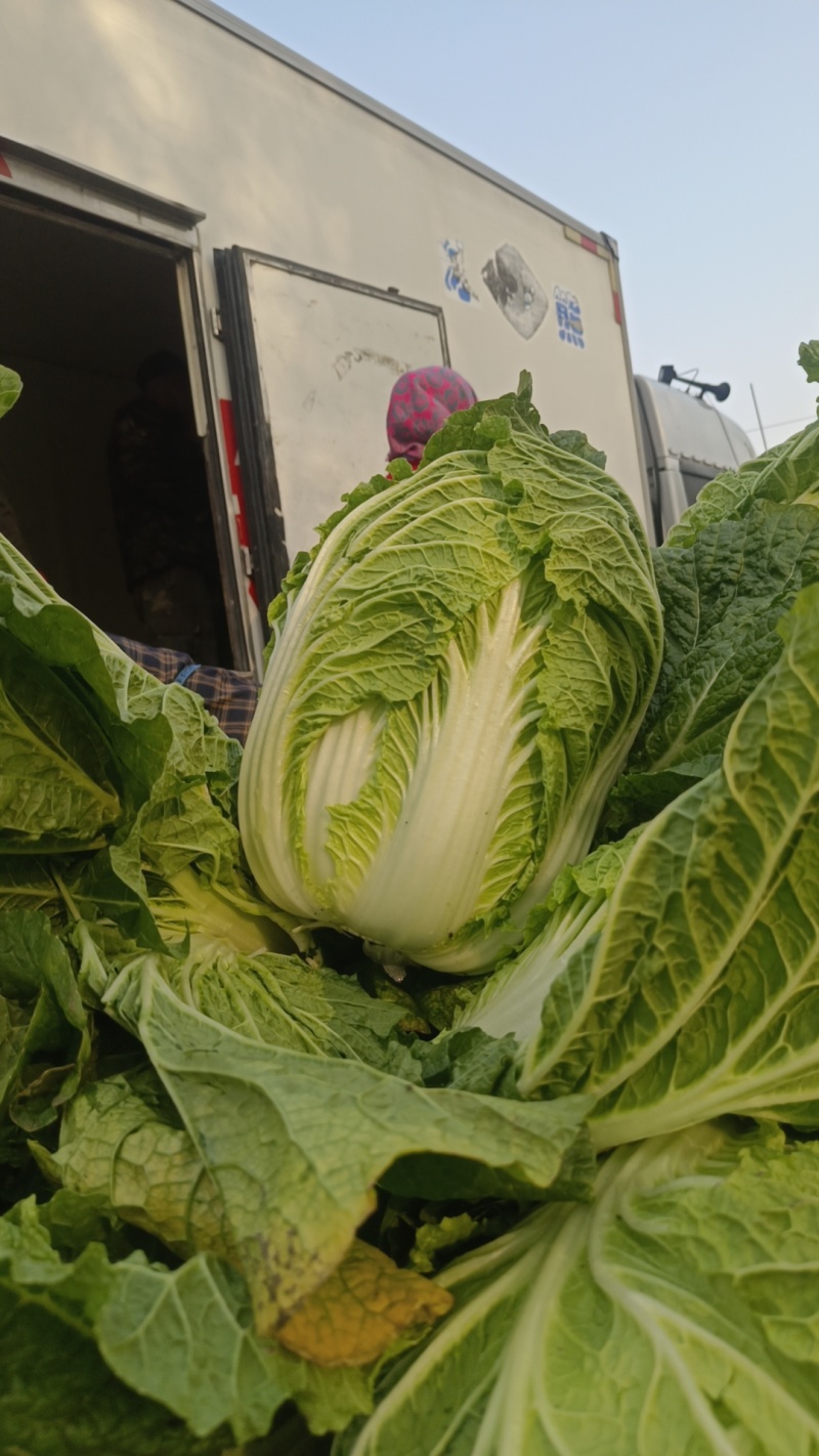 大白菜安丘大白菜热卖中可以给市场超市采购提供一条龙服务