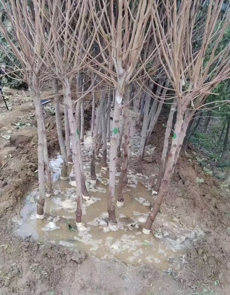 柿子苗各种柿子苗大量供货欢迎电话详谈