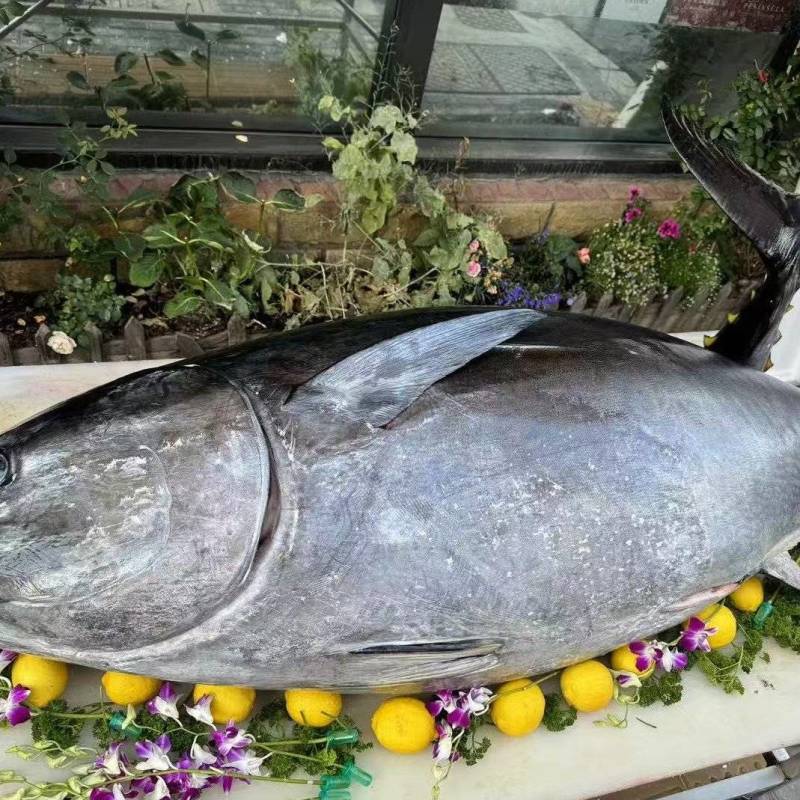 南方蓝鳍金枪鱼（去鳃去内脏）肉质鲜嫩口感细腻营养丰富