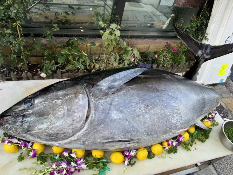 南方蓝鳍金枪鱼（去鳃去内脏）肉质鲜嫩口感细腻营养丰富
